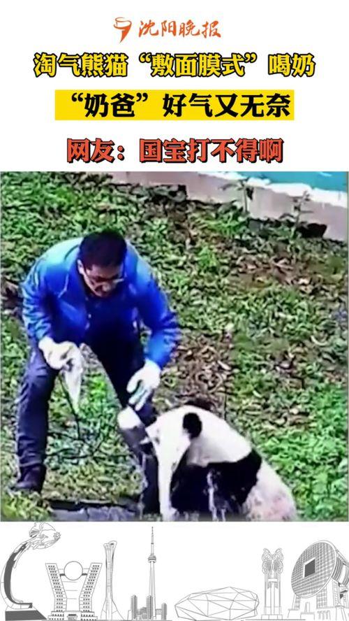 熊猫喝奶视频,萌态十足引网友热议